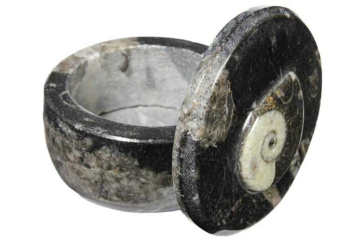 Small Fossil Goniatite Jar (Black) - Stoneware #123561